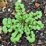 Cardamine flexuosa 叶