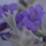 Lavandula angustifolia Квітка