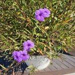 Ruellia simplexFlower