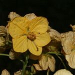 Senna hayesiana Flower