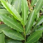 Alpinia purpurata Leaf