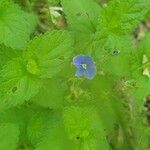 Veronica chamaedrys Cvijet