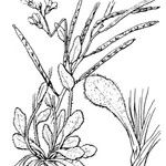 Arabis serpillifolia Egyéb