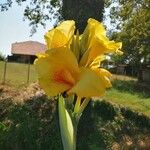 Canna indicaFlower