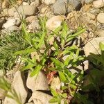 Epilobium hirsutumLeaf