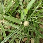 Cyperus brevifolius Flower