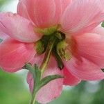 Paeonia lactiflora Květ