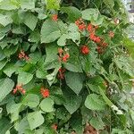 Phaseolus coccineus 整株植物