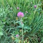 Trifolium pratenseFlower