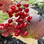 Viburnum trilobumFruit