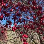 Crataegus laciniata Fruit