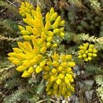 Petrosedum montanum Blüte