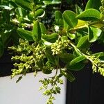 Ligustrum vulgareЛист