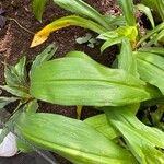 Crinum asiaticum Folha