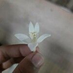 Millingtonia hortensis Blodyn