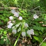 Allium cernuum 花