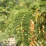 Albizia harveyi 葉