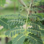 Caesalpinia pulcherrima (L.) Sw.Blad