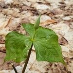 Trillium erectum برگ