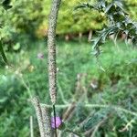 Phleum pratenseFlor