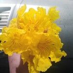 Handroanthus chrysanthus Virág