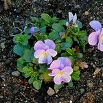 Viola × williamsii