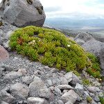 Xenophyllum rigidum Yeri