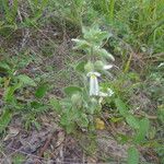 Pombalia calceolaria ഇല