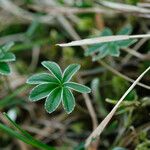 Alchemilla hoppeana Leaf