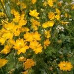 Hypecoum imberbe ফুল