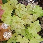 Tiarella cordifolia Hábito