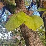 Catalpa ovata Levél