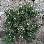 Asarina procumbens Habitus