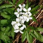 Cardamine heptaphyllaFlors