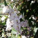 Hardenbergia violacea Кветка