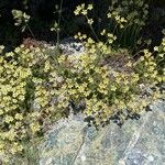 Saxifraga exarata Hábito