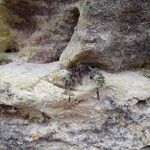 Pellaea atropurpurea Hoja