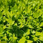 Buxus sempervirensBlad