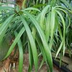 Podocarpus macrophyllus 叶