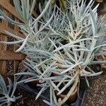 Dudleya densiflora Hoja