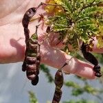 Senna surattensis Fruit