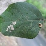 Cordia africana Blad