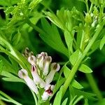 Fumaria parviflora Flower