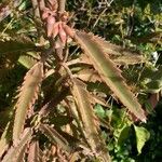 Kalanchoe serrata Leaf