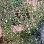 Sagina pilifera অভ্যাস