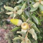 Quercus rotundifoliaFruto