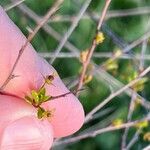 Flueggea tinctoria Fruit