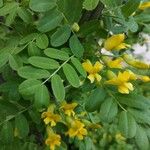 Caragana arborescens Virág