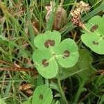 Medicago arabica Blatt