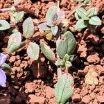 Lysimachia monelli Leaf